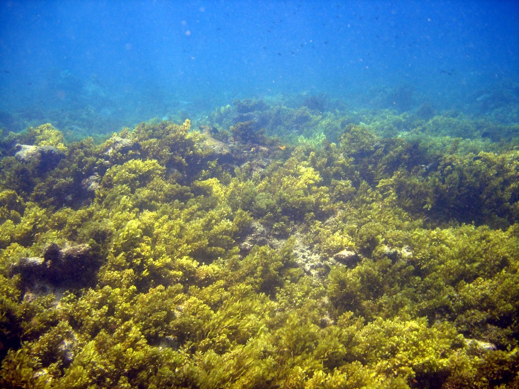 Coral reef replaced with seaweed following coral bleaching © ARC Centre of Excellence Coral Reef Studies http://www.coralcoe.org.au/